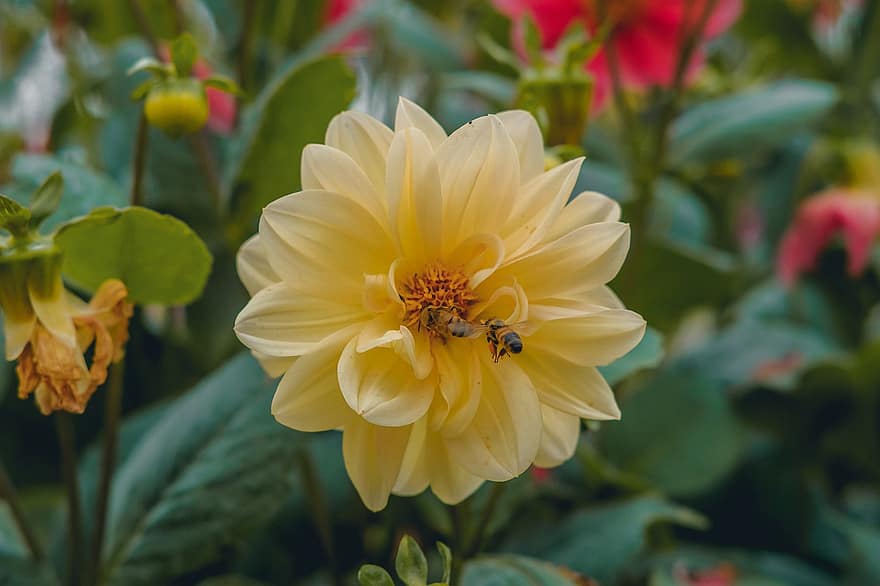 ντάλια, μέλισσα, γονιμοποίηση, κίτρινο ντάλια, κίτρινο άνθος, λουλούδι, κήπος, φύση, φύλλο, φυτό, γκρο πλαν