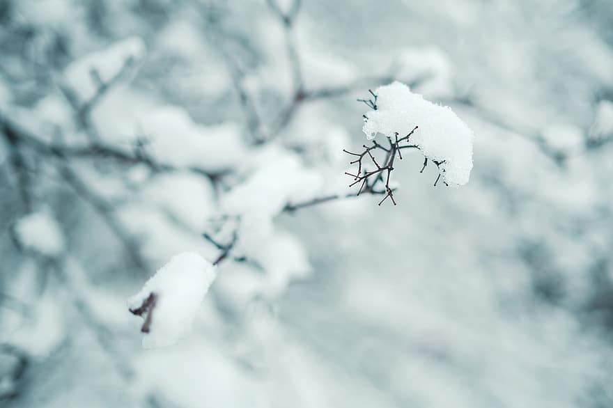 Branch, Winter, Frost, Hoarfrost, Snow, Cold, Frozen, Ice, Snowy, Season, Tree