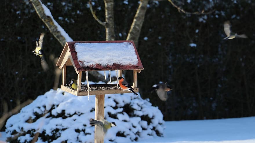 ocells, pardals, casa dels ocells, neu, nevat, hivern, brisa, alimentació hivernal, llavors d'ocells, jardí, dompap