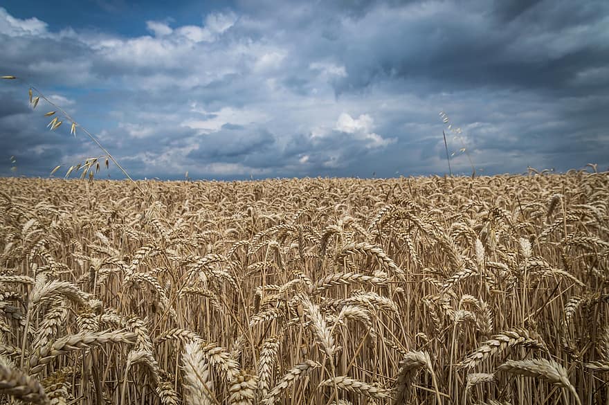 поле, пшениця, небо, сільське господарство, ферми, природи, зерна, літо, урожай, крупи, краєвид