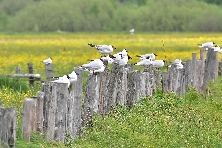Black-headed Gulls, Meadow, Nature, fence, grass, seagull, beak, wood, rural scene, summer, feather
