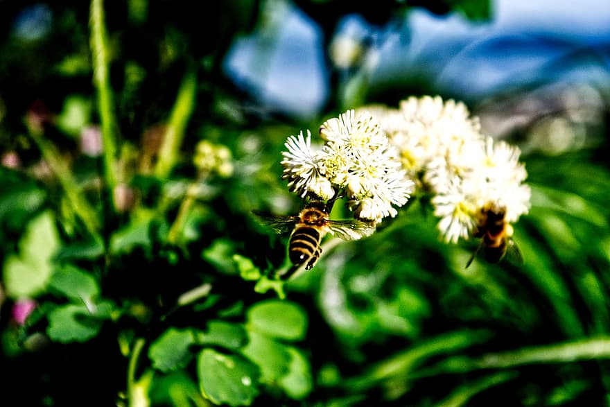 api, fiore, pianta, miele, primavera, natura, insetto, avvicinamento, ape, colore verde, estate