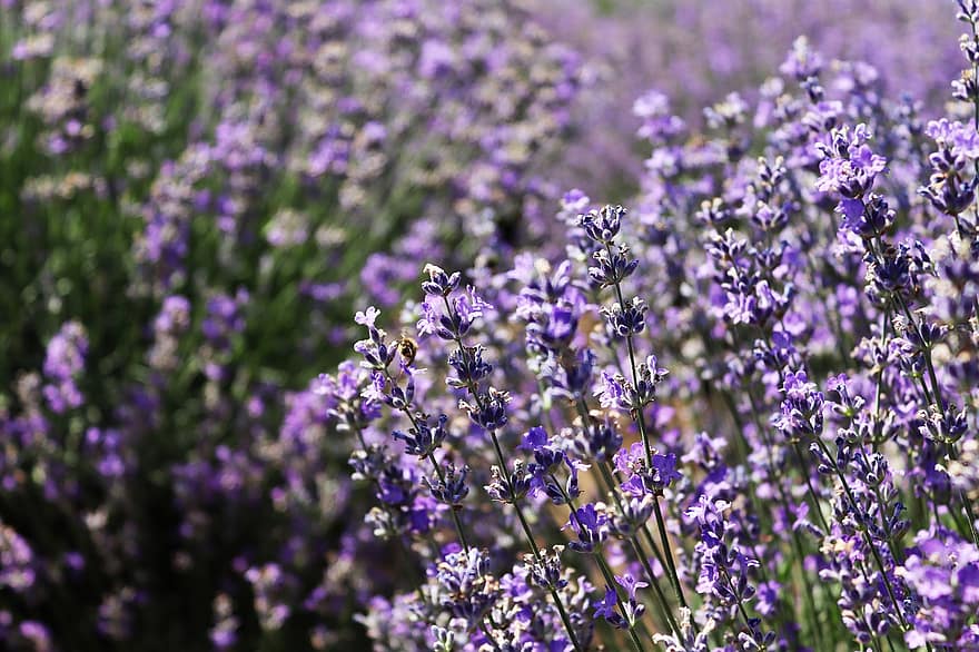 Lavander, летом, пурпурный, цветы, завод, путешествовать, пчела, пчелы, пейзаж, сад, натуральный