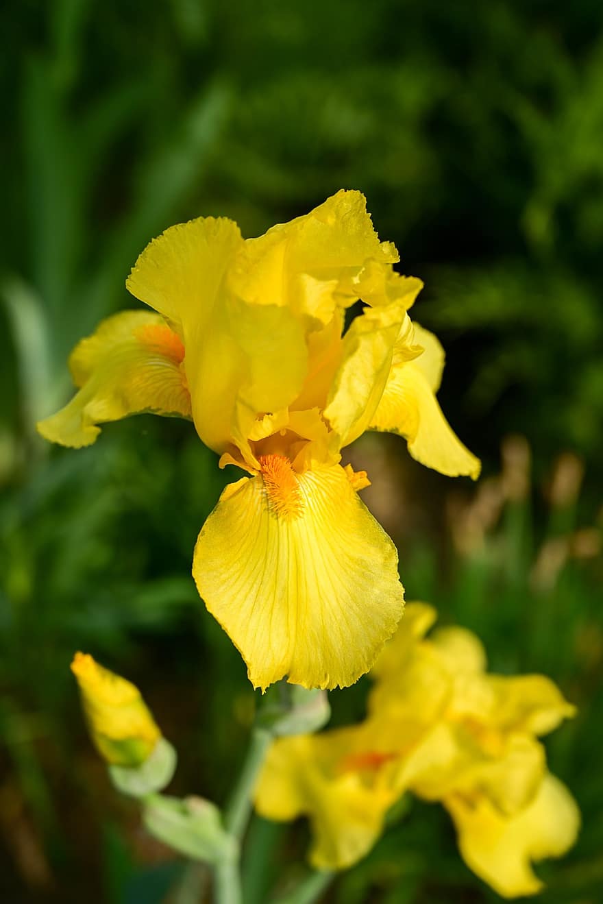 gul iris, iris, blommor, gula blommor, trädgård, vår