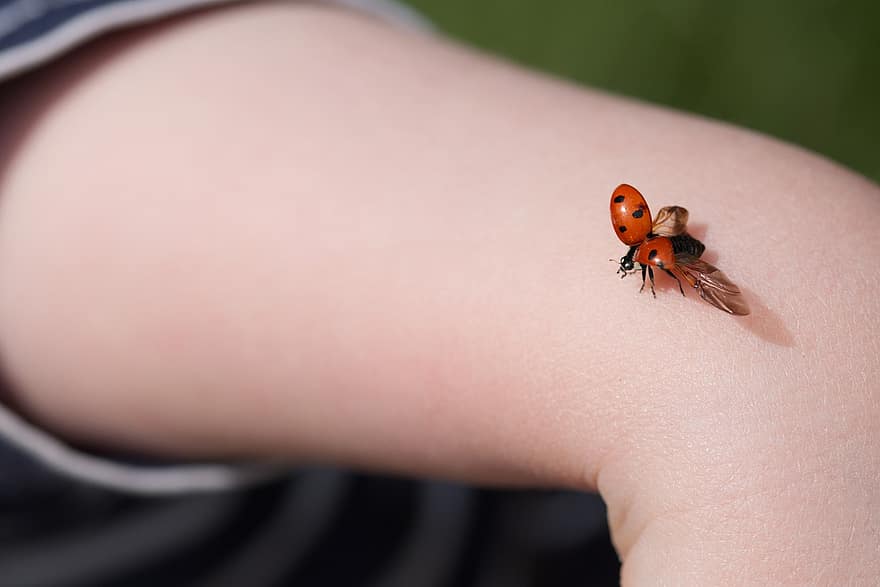 Ladybug, Insect, Beetle, Flying, Lucky Ladybug, Luck, Arm, Wings