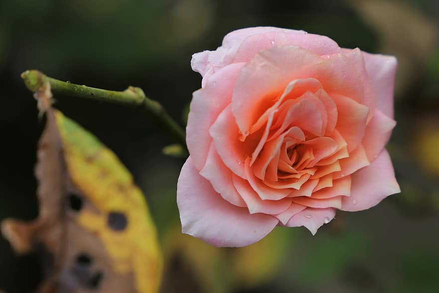 Rose, Blume, trockenes Blatt, Ast, Pflanze, Natur