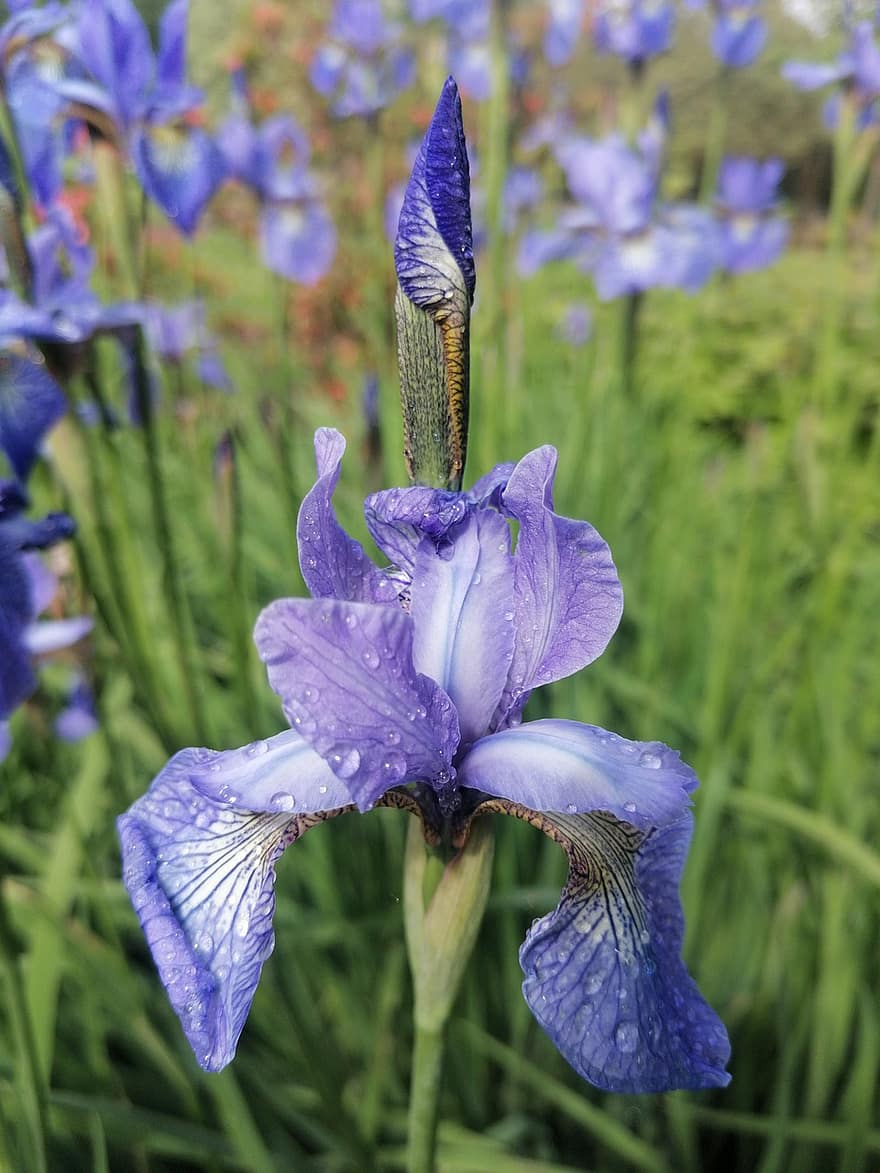 Iris, Blumen, Natur, Sommer-, Regentropfen, Design, lila, Nahansicht, Pflanze, Blume, Blatt
