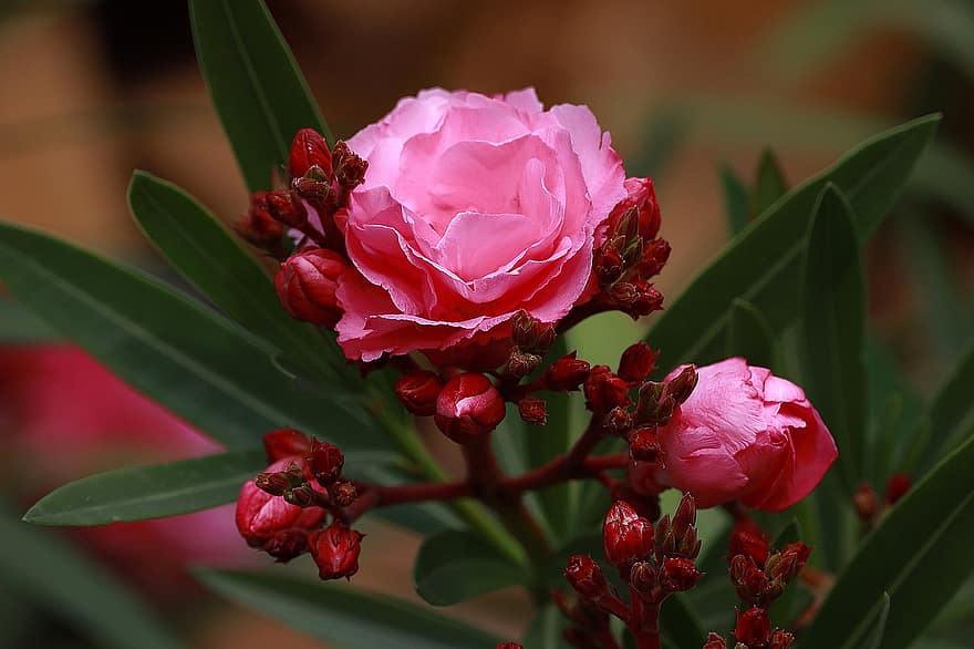 oleander, busk, giftig, blomster, knopp, rosa blomster, blomstre, blomst, prydplante, anlegg, flora