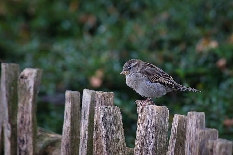 Sparrow, Bird, Wood, Animal, Wildlife, Perched, Sitting, Fence, Plumage, Beak, feather