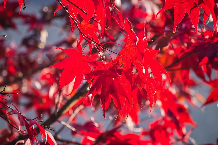 есен, листа, шума, дърво, червени листа, кленов листа, есенни листа, есенна листа, есенния сезон, попадат зеленина, природа