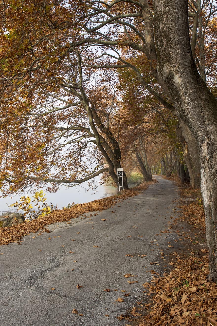 camino, rural, naturaleza, otoño, temporada, al aire libre