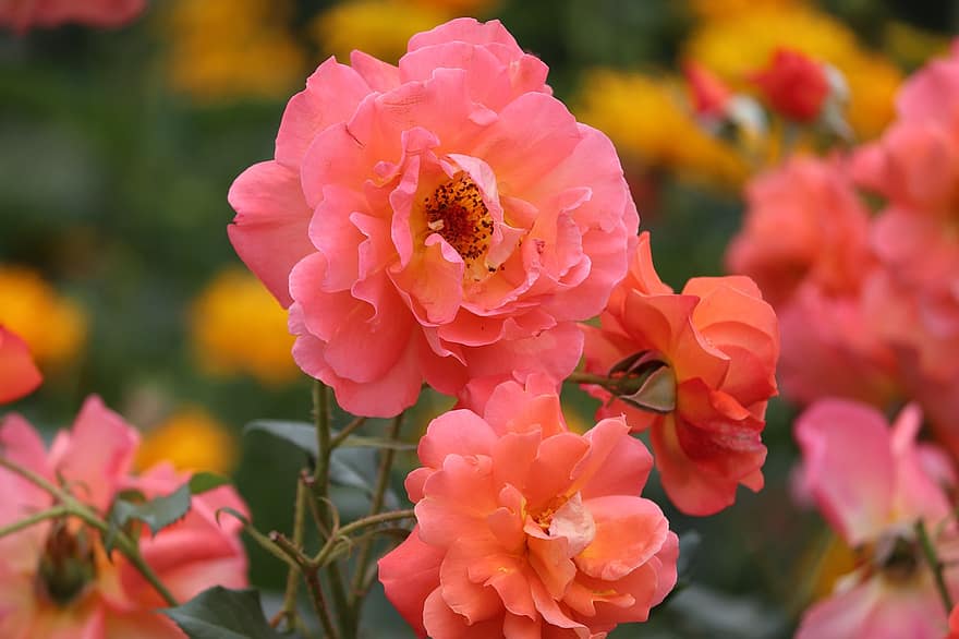 गुलाब के फूल, सैल्मन, गुलाब की झाड़ी, निविदा, गुलाब का फूल, नारंगी गुलाब, फूल, खिलना, फूल का खिलना, गुलाब खिलने में हैं, क्लोज़ अप