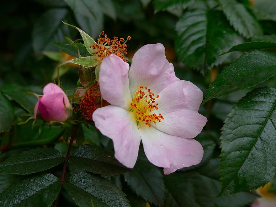 rosa, rosa mosqueta, flor, Rosa, pétalas, flora, jardim, perfumado, beleza, □ Gentil, plantar