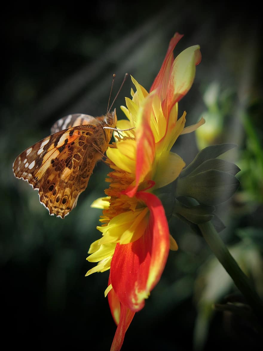 nalíčená žena, motýl, hmyz, květ, jiřina, vanessa cardui, křídla, rostlina, zahrada, Příroda, detail