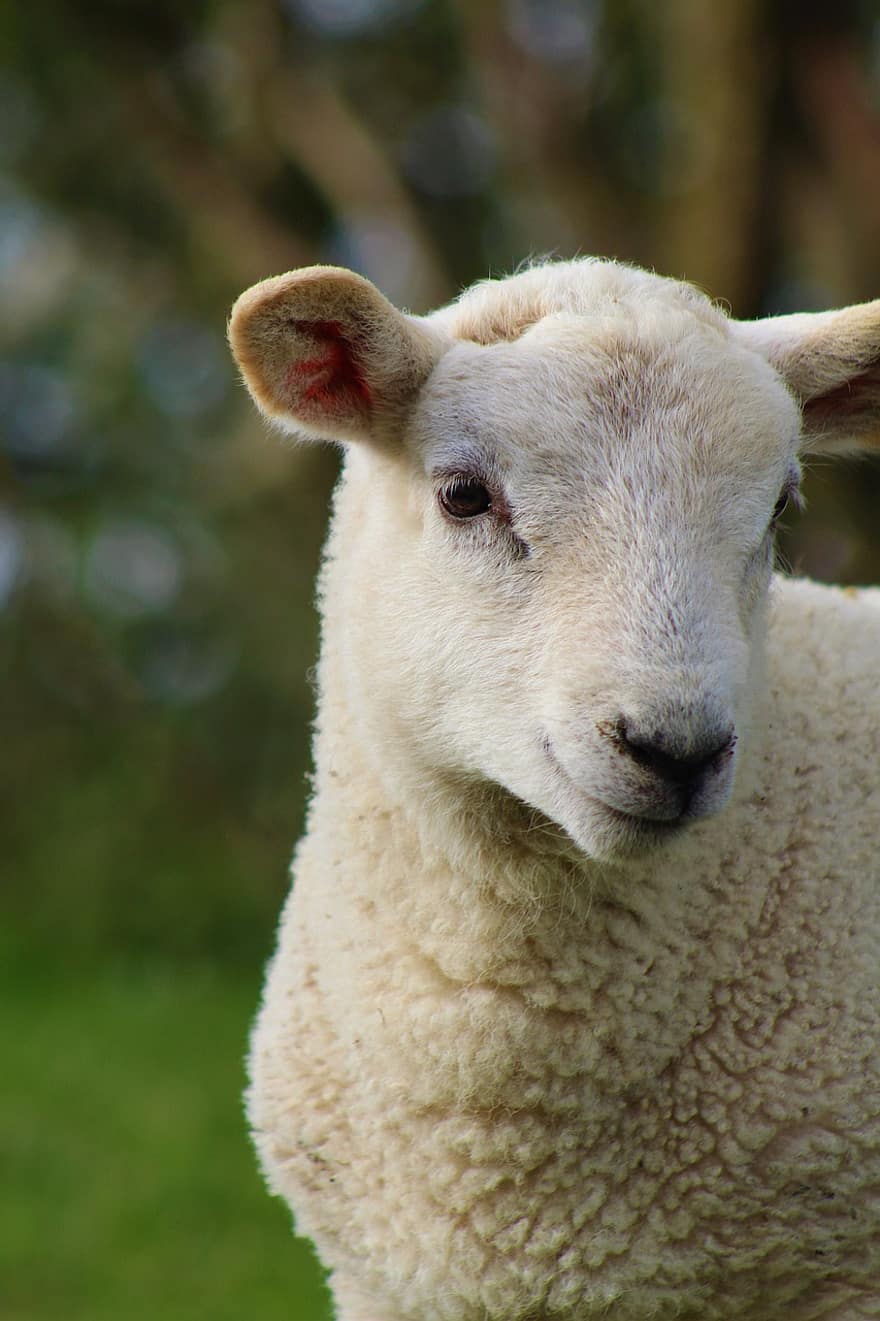 cừu, thú vật, chăn nuôi, nông trại, đứa bé, dễ thương, cảnh nông thôn, Vải, cỏ, nông nghiệp, đồng cỏ
