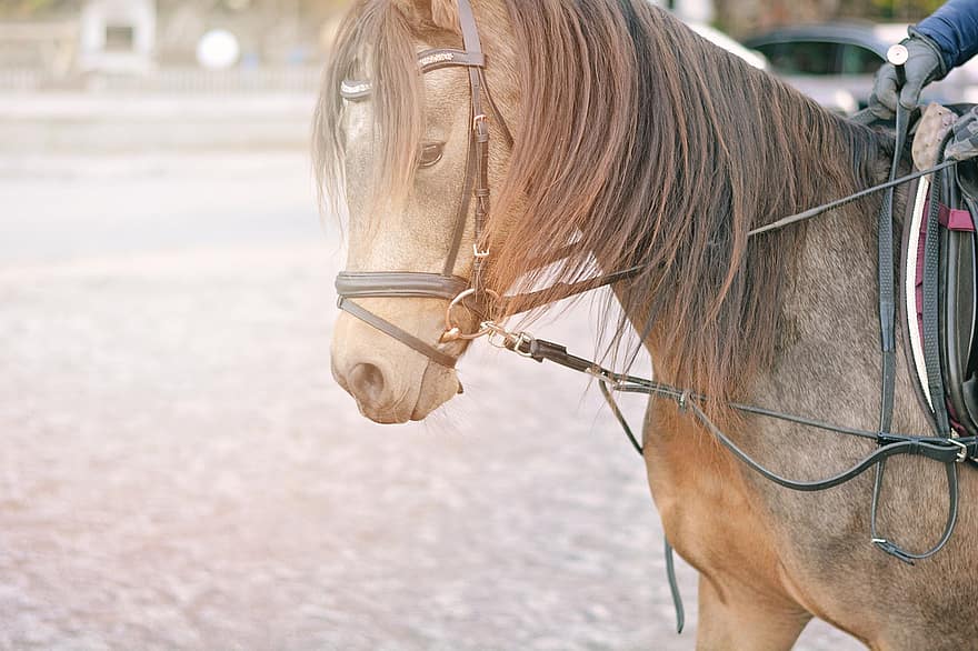 άλογο, πόνυ, βόλτα, ιππικός, σχολή ιππασίας, μάθημα οδήγησης, χώρος οδήγησης, ιππασία πόνυ, ζώο