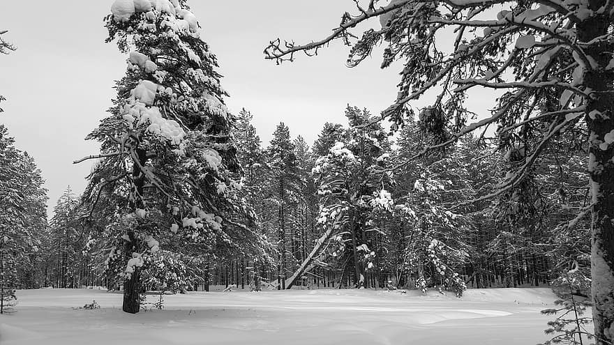 숲, 겨울, 눈, 나무, 자연, 경치, 감기, 눈이 내리는, 검정색과 흰색, 시즌, 소나무