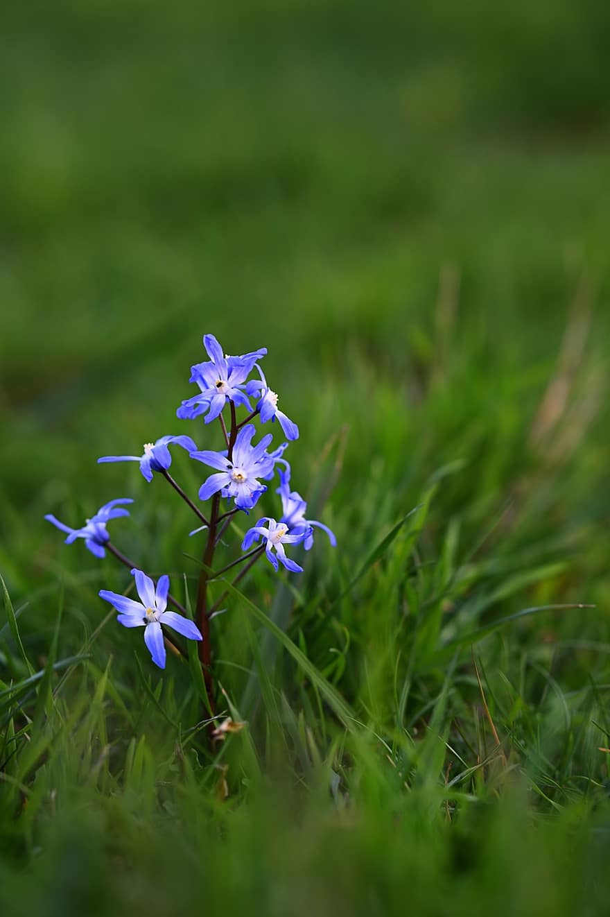 Flowers, Blue Star, Plant, Spring, Wild Flower, Bloom