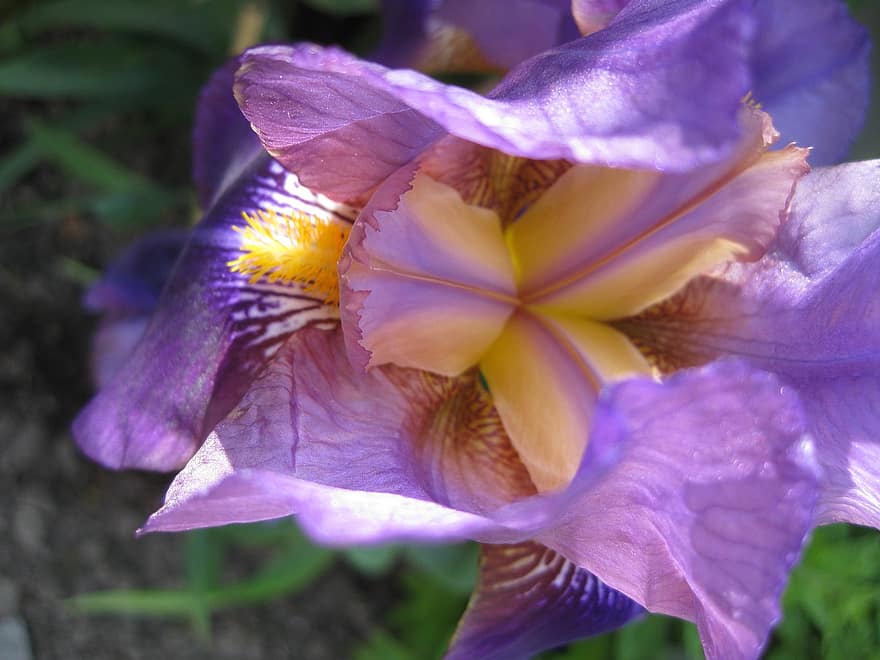 Blume, Iris, Flora, blühen, Botanik, Pflanze