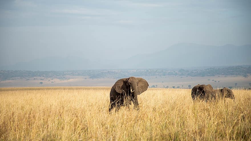 sloni, zvířat, safari, savců, divoká zvířata, volně žijících živočichů, fauna, divočina, Příroda, Kidepo, uganda