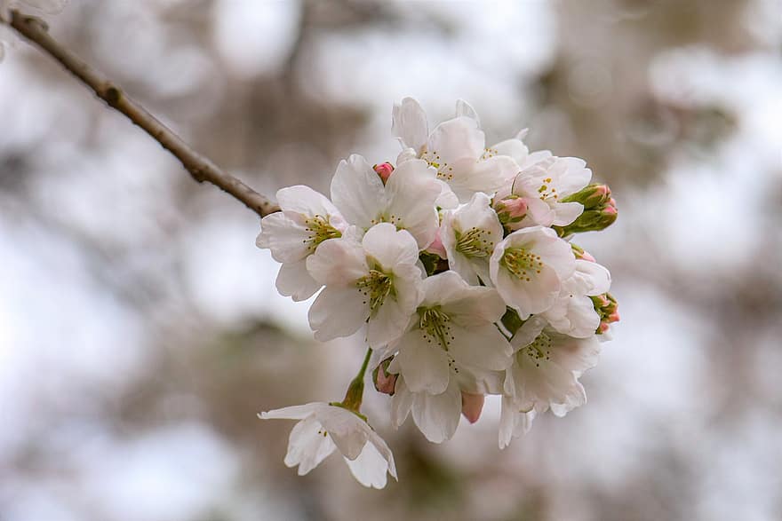 Sakura, virágok, cseresznye virágok, fehér szirmok, szirmok, virágzás, virágzik, növényvilág, tavaszi virágok, természet, közelkép