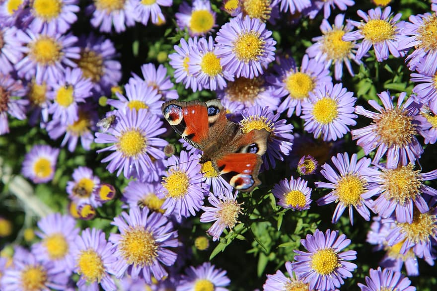 kelebek, Çiçekler, tozlaşmak, tozlaşma, böcek, Kanatlı böcek, kelebek kanatları, Çiçek açmak, çiçek, bitki örtüsü, fauna