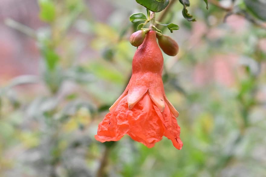 rote Blume, Blütenknospe, Natur