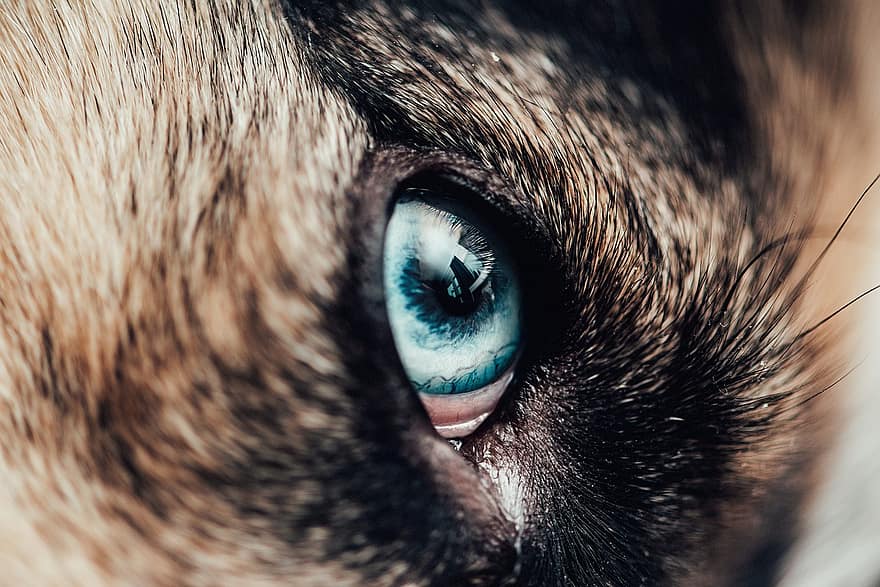 Husky sibérien, chien, œil, animal de compagnie, animal, canin, fermer, animaux domestiques, regardant, oeil d'animal, mignonne
