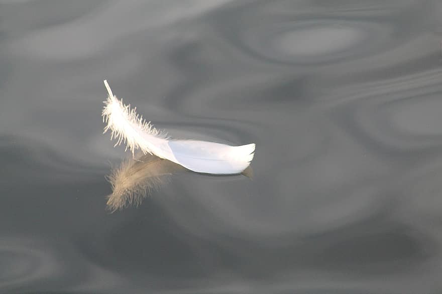 plume, plume d'oiseau, Lac, plume de cygne, plume blanche, eau