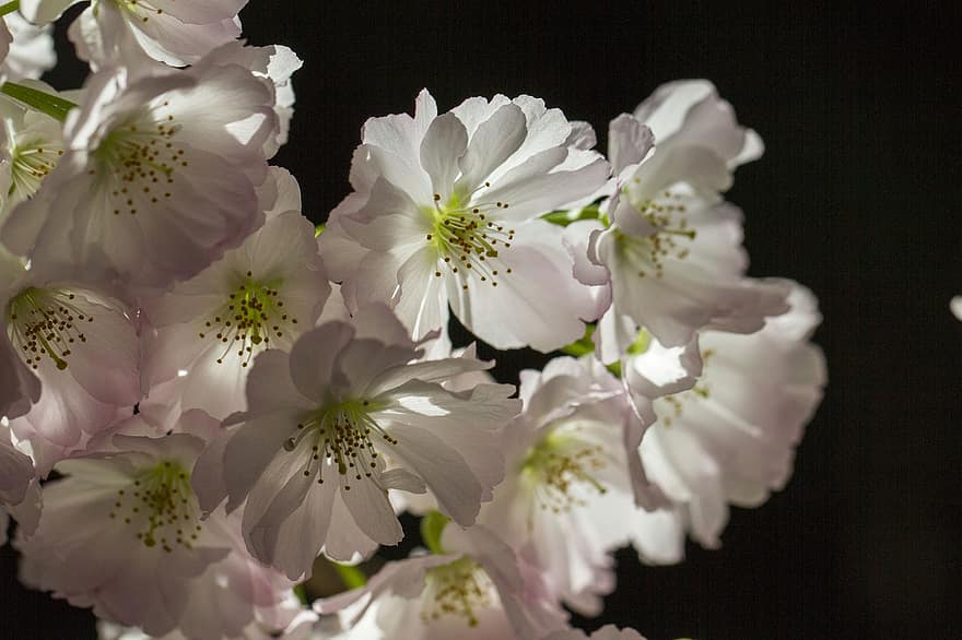 fiore di ciliegio, fiori, pianta, ciliegia giapponese, sakura, fioritura, fiorire, pianta fiorita, pianta ornamentale, flora, natura
