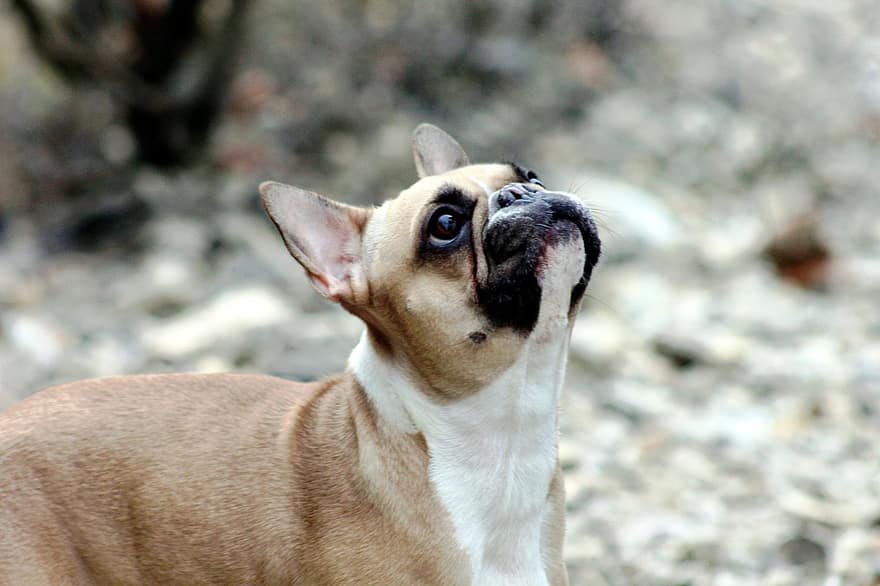 Bulldog francês, cão, animal, buldogue, Cachorro Bege Escuro, cachorro, doméstico, canino, pets, fofa, pequeno