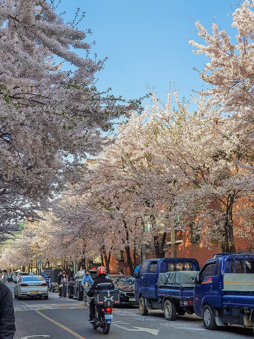 Flores de cerezo, primavera, calle, flor, sakura, floración