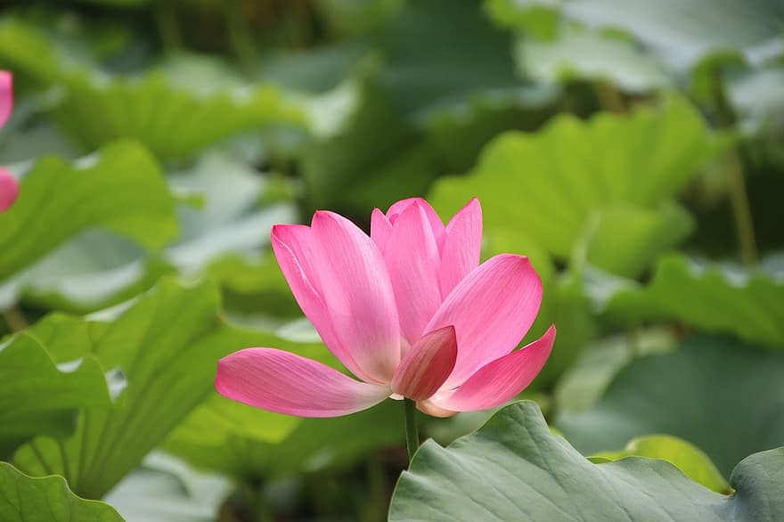 lotus, rosa blomma, Lotus blomma, natur, blad, växt, blomhuvud, sommar, kronblad, blomma, närbild