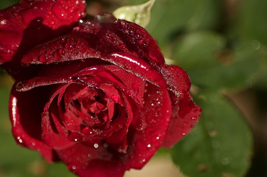 Rose, dug, rød, blomst, rød rose, dug dråber, vanddråber, røde kronblade, rosenblade, rød blomst, flor