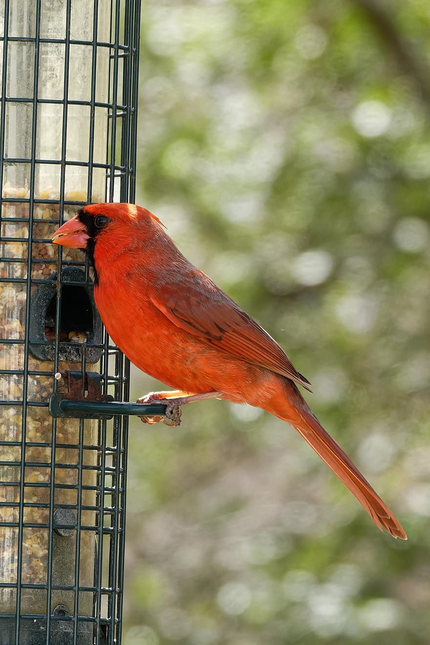 cardinale, uccello, mangiatoia per uccelli, arroccato, animale, natura, piume, becco, birdwatching, avvicinamento, colore