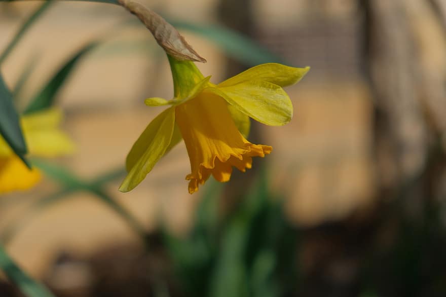 Daffodil, Yellow Flower, Flower, Plant, Nature, Blossom