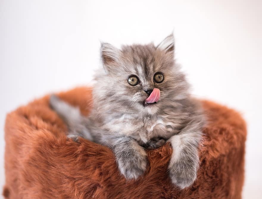 Cat, Kitten, Lick, Tongue, Tongue Out, Furry, Furry Pet, Furry Kitten, Feline, Portrait, Cat Portrait