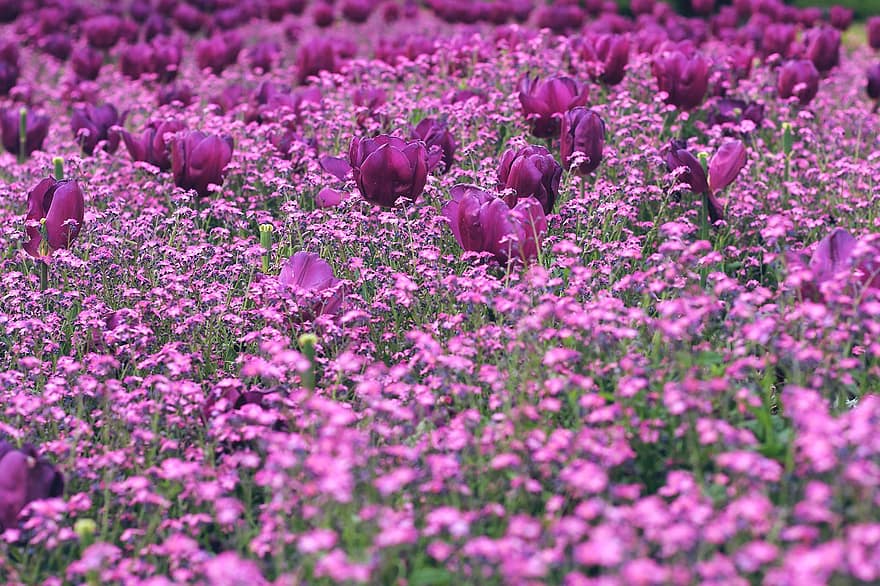チューリップ、コケフロックス、フラワーズ、紫色の花、花壇、工場、花びら、咲く、フローラ、春、自然