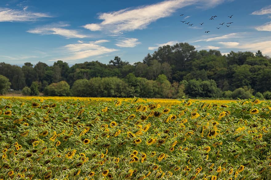 bunga matahari, bidang, tanah pertanian, perkebunan, bidang bunga matahari, pertanian bunga matahari, perkebunan bunga matahari, pohon, burung-burung, burung terbang, awan