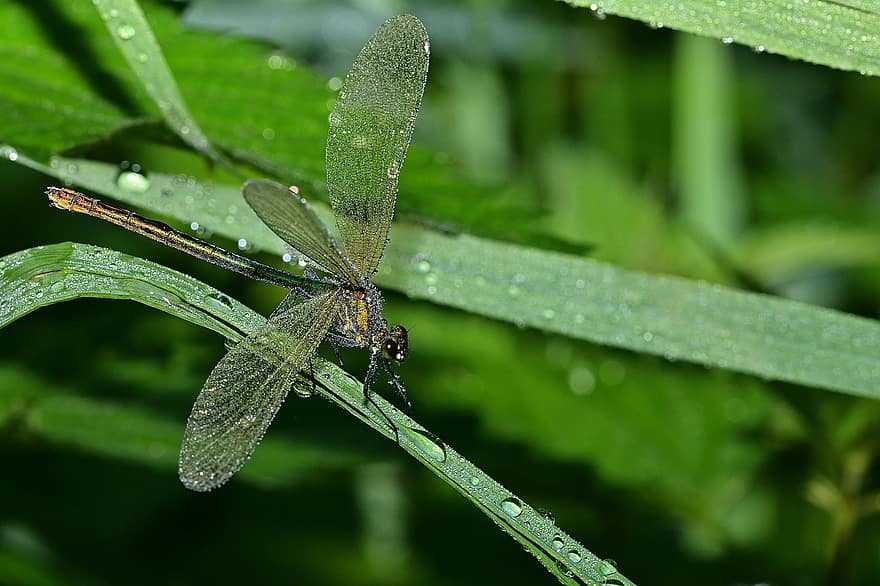 guldsmed, blåvingede pragt Dragonfly, Morgentau, insekt, vinge, tæt på, natur, blå, flyvende insekt