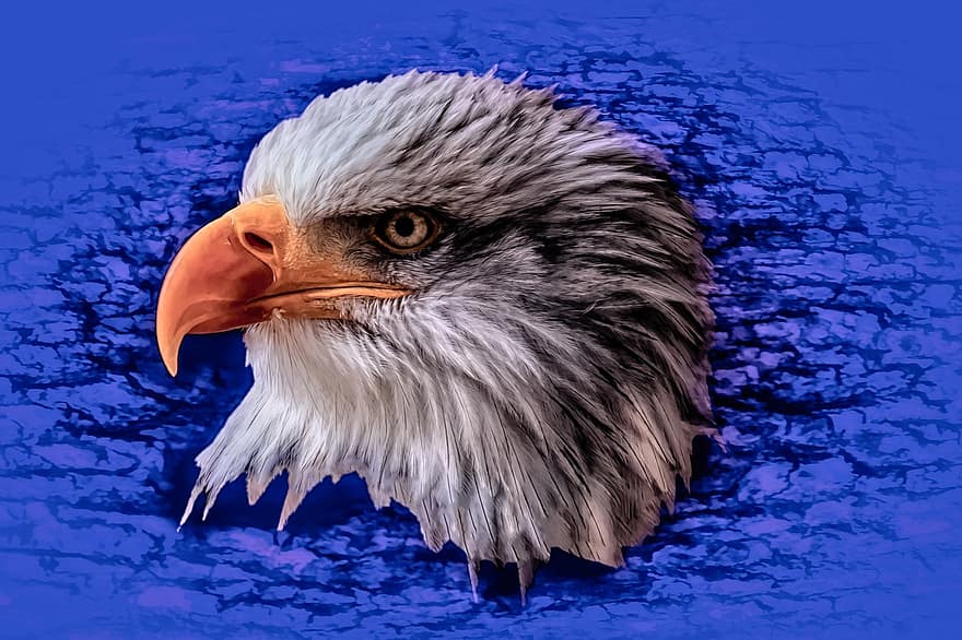 águila, retrato, pájaro, Estados Unidos, America, símbolo, naturaleza, dom, pluma, animal, majestuoso