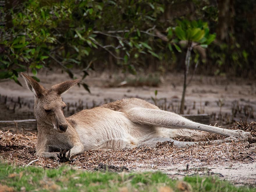kangur, roo, ssak, Australia, torbacz, dzikiej przyrody, ojczysty, Odpoczynek zwierząt