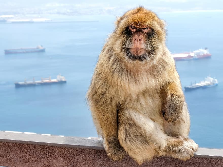 macaque, ape, dyr, pattedyr, primat, vilt dyr, dyreliv, havn, hav, Middelhavet, gibraltar