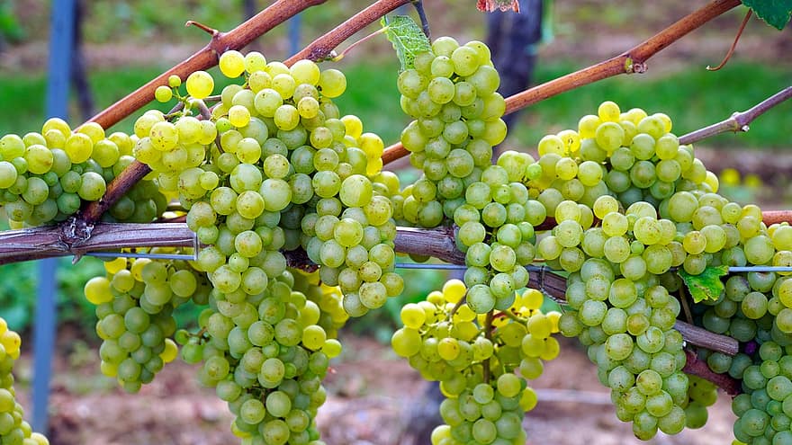vynuogės, žalios vynuogės, vynuogių, vaisiai, uogų, augalų