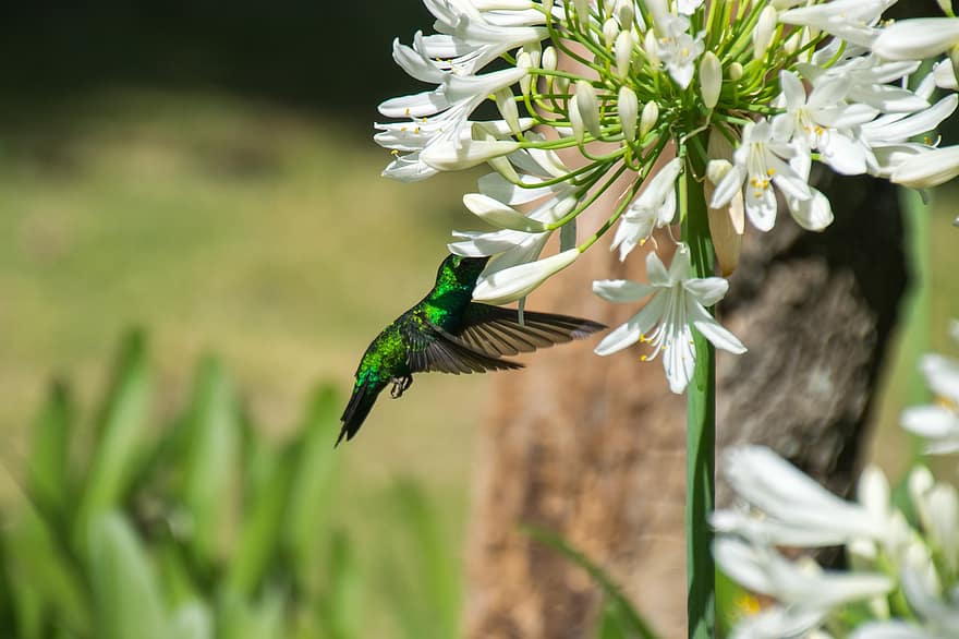 oiseau, colibri, fleurs, la nature, fermer, animal, en plein air, fleur, couleur verte, beauté dans la nature, le bec