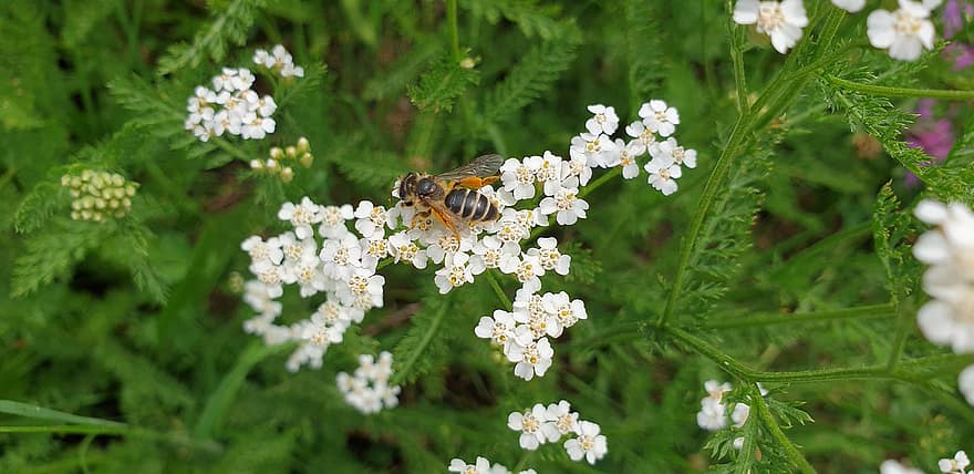 albină, Albină comună de nisip, insectă, andrena flavipes, nisip albastru