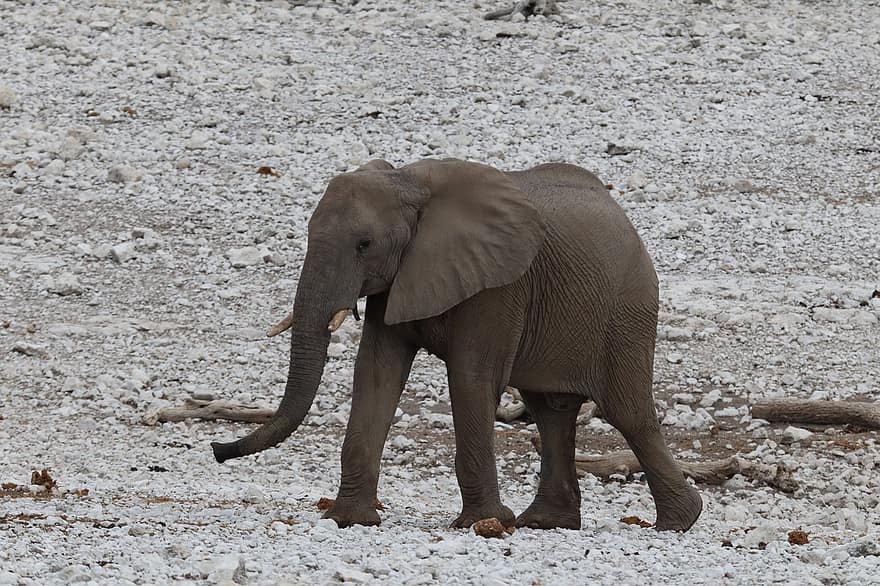 l'éléphant, pachyderme, trompe, parc national d'etosha, gris