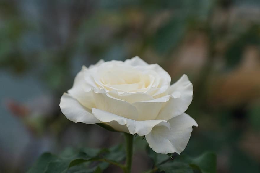 rose, hvit, blomst, petals, hvit rose, hvit blomst, hvite kronblade, blomstre, flora, Rose blader, rose blomst