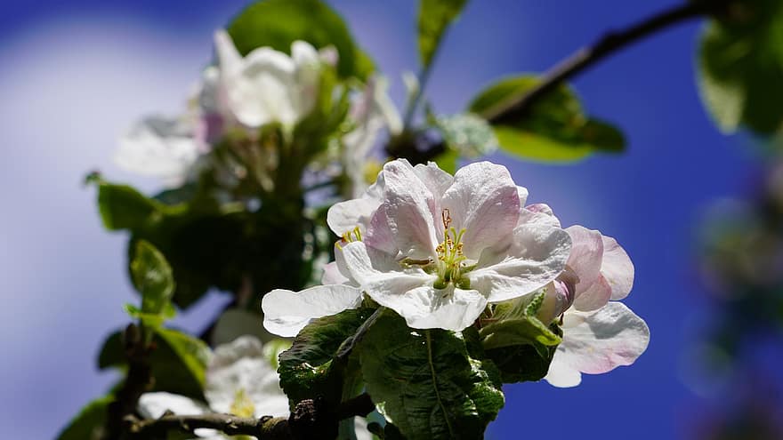 fiore, albero di mele, petali, fiorire, avvicinamento, pianta, foglia, primavera, estate, petalo, freschezza
