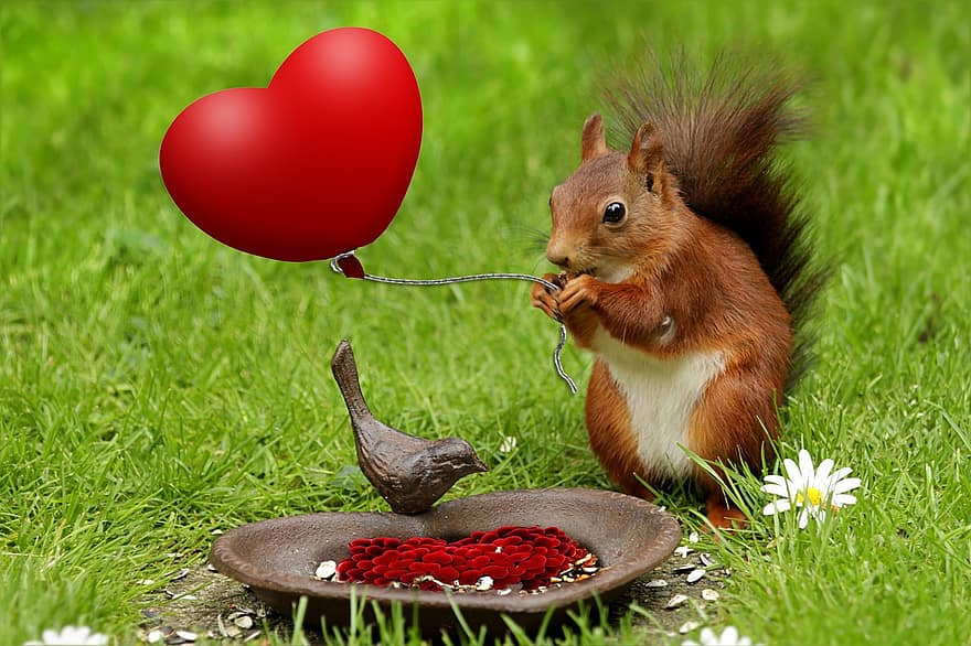 szerető, szív, állat, mókus, ünnep, összetett